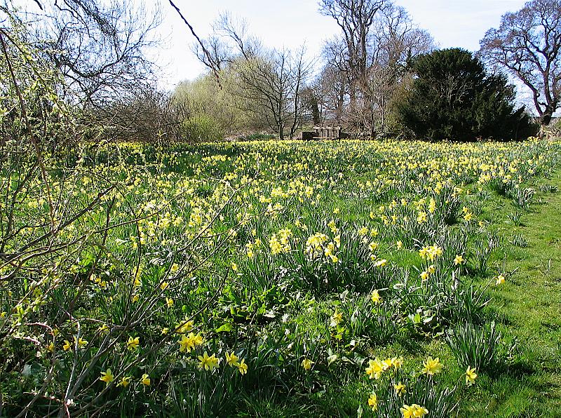Daffodils at Knowes.JPG
